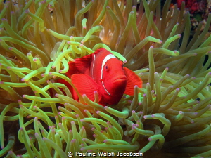 Spinecheek Anemonefish, Premnas biaculeatus, Wakatobi Mar... by Pauline Walsh Jacobson 
